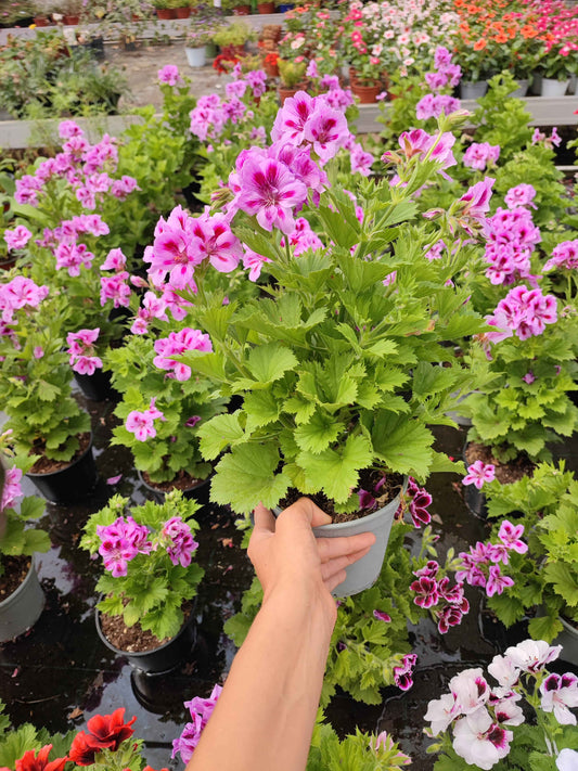 Pelargonium macranta