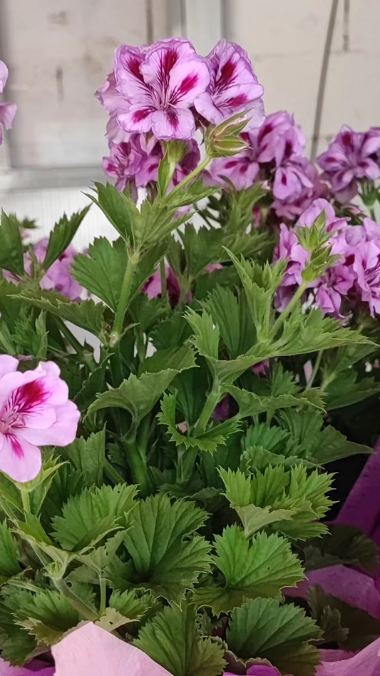 Pelargonium macranta