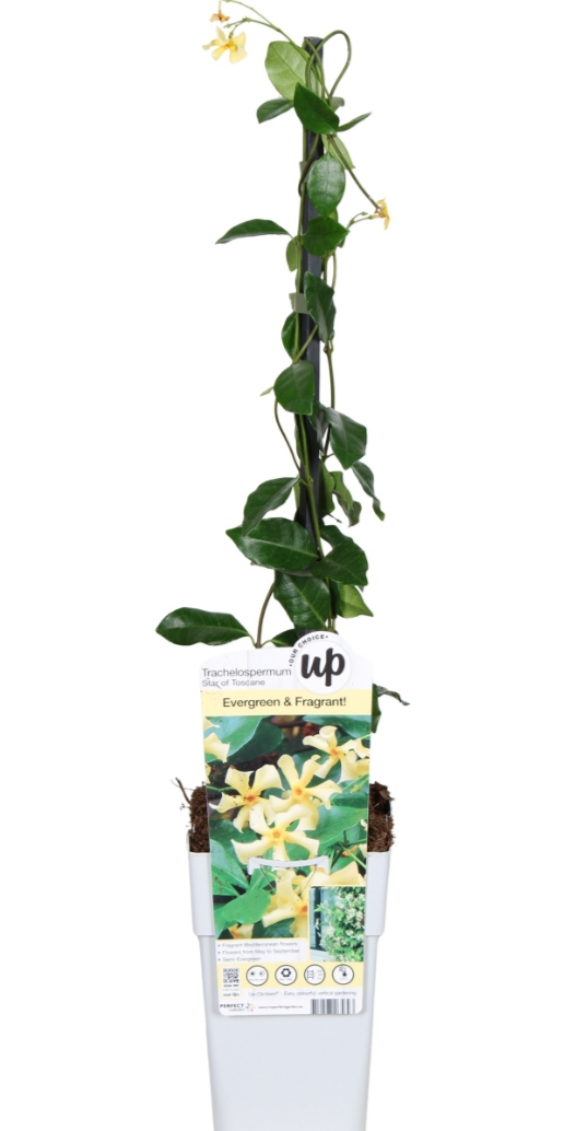 Trachelospermum star of toscane
