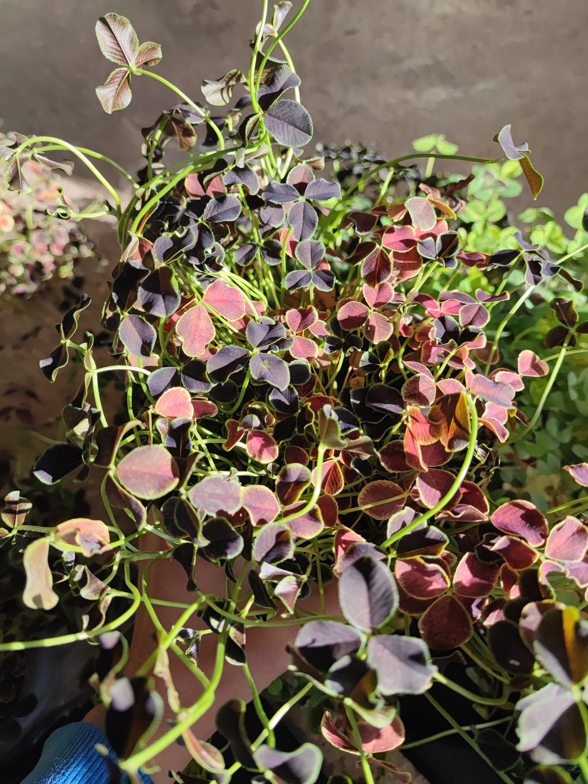 Trifolium repens
