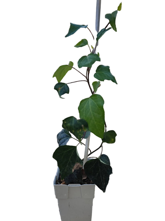 Edera algeriensis