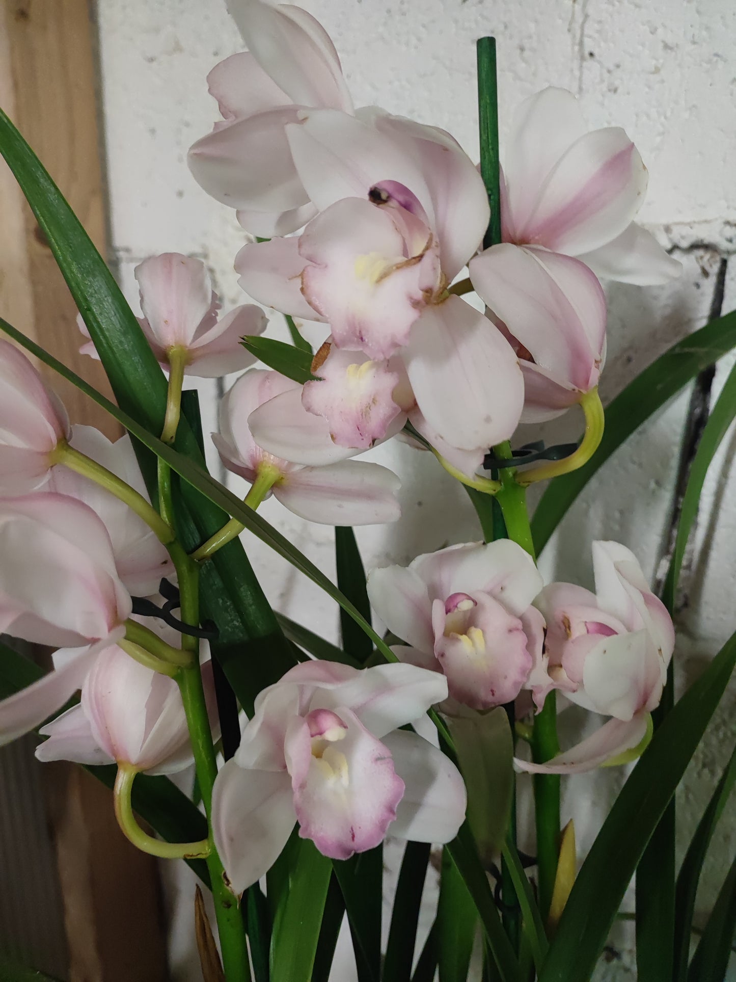 Cymbidium