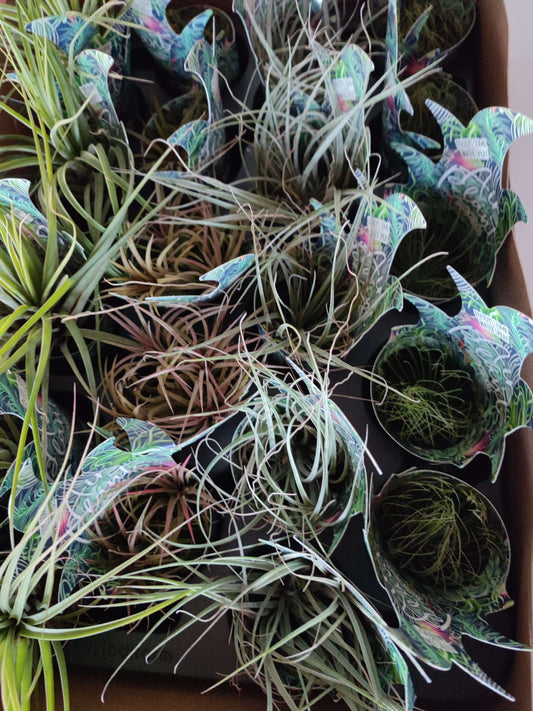 Tillandsia in mix