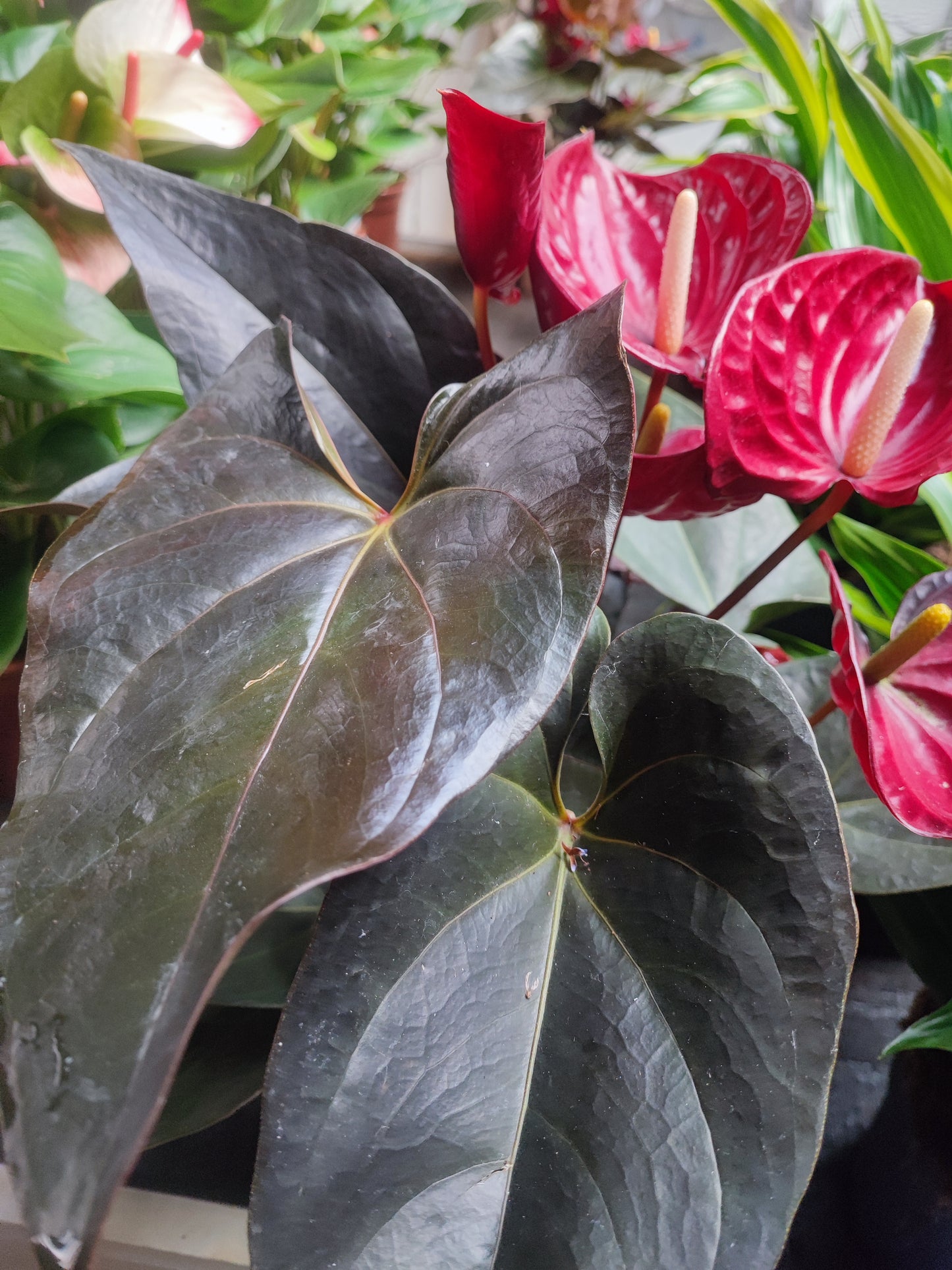 Anthurium delicata