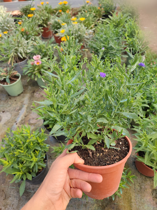 Aster (settembrino)