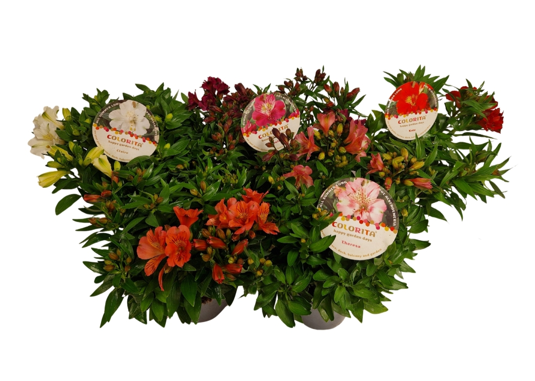 Alstroemeria