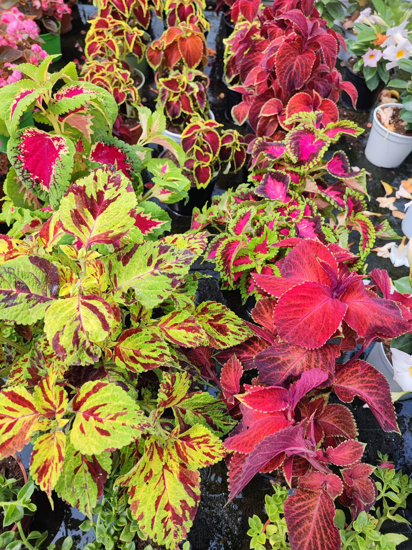 Coleus