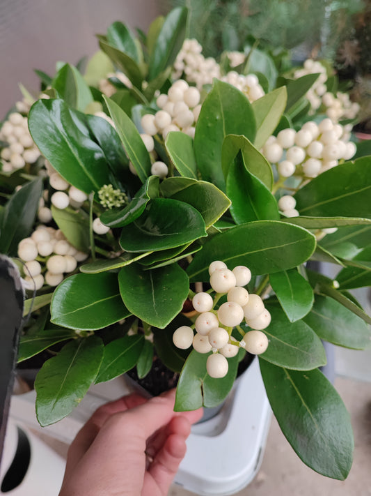 Skimmia japonica oberries white