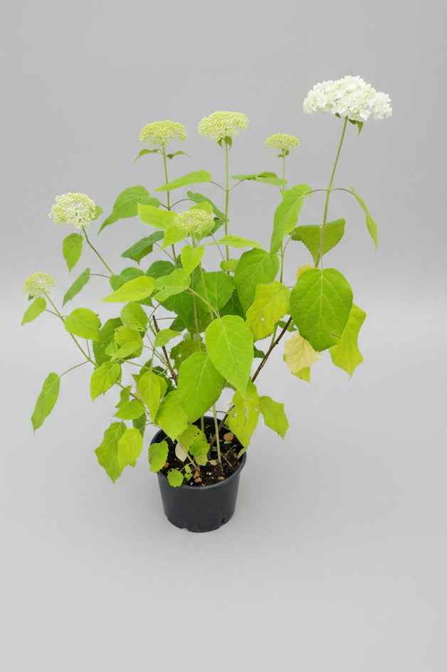 Hydrangea arborescens Annabelle