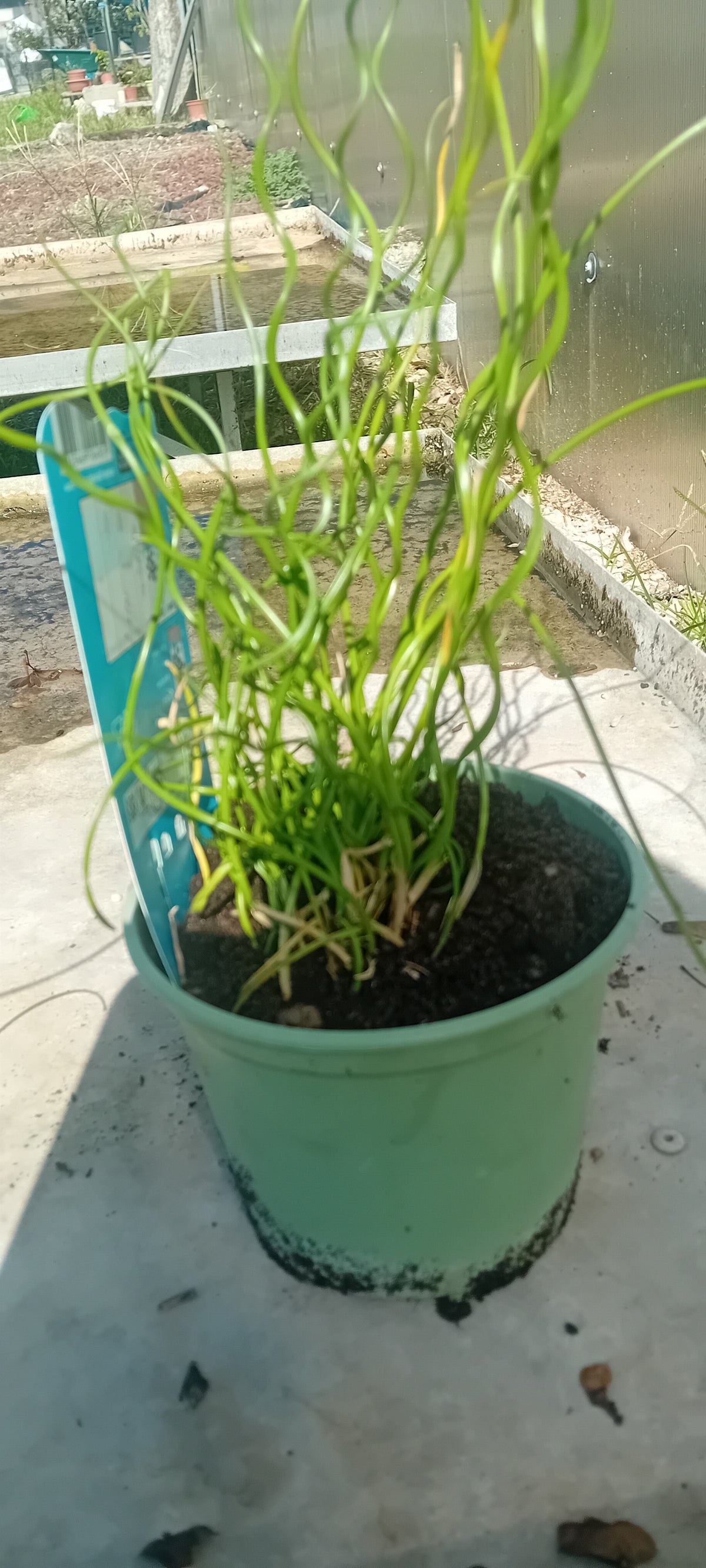 Juncus effusus 'Spiralis'