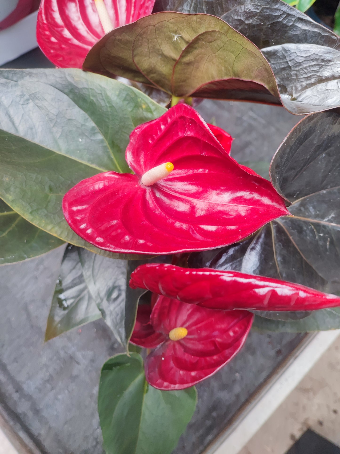 Anthurium delicata