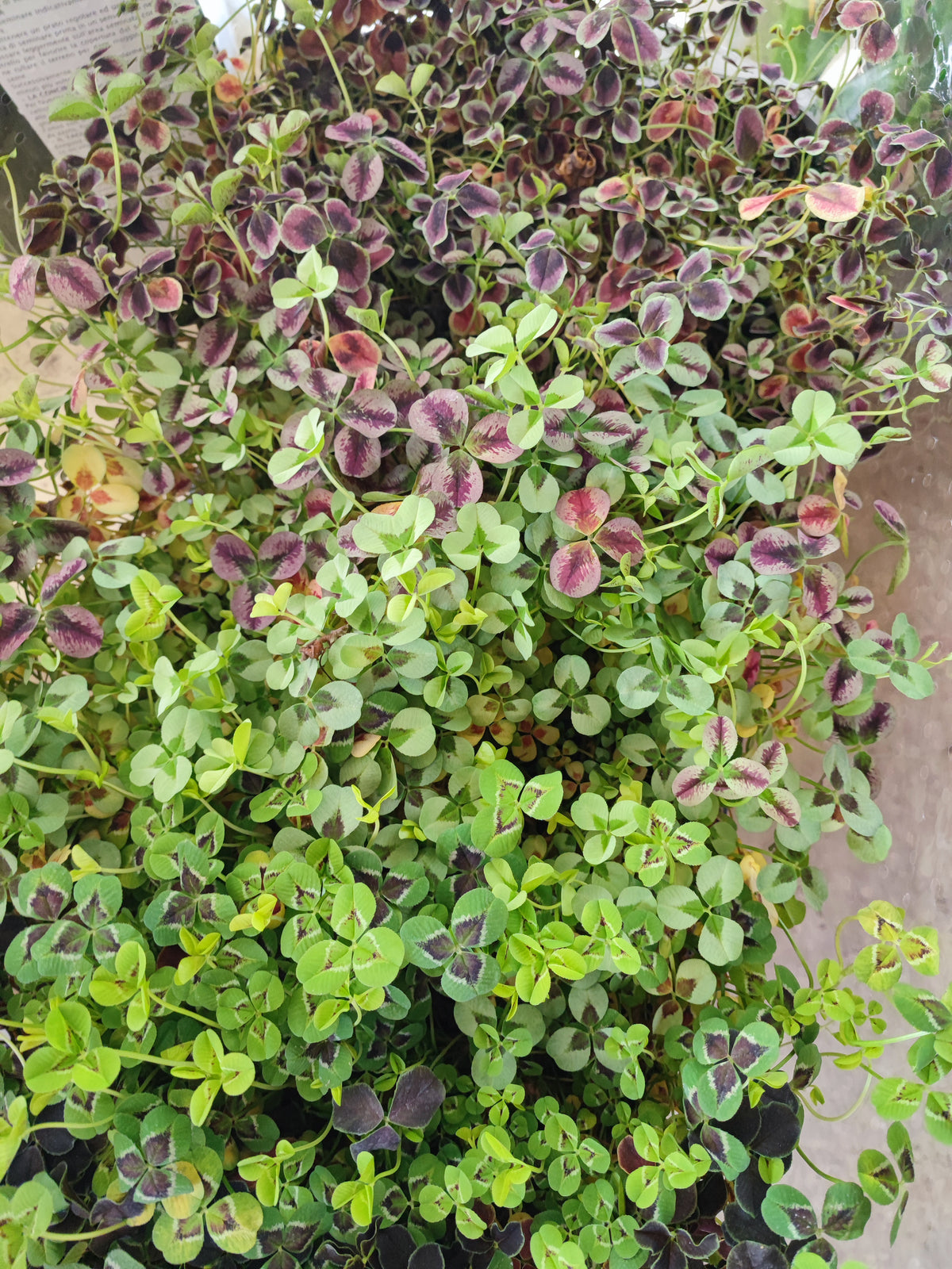Trifolium repens