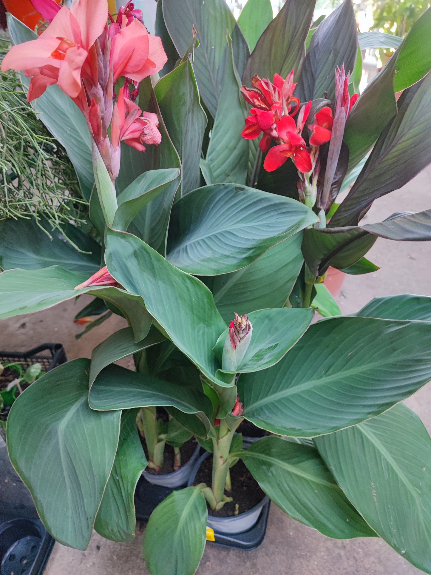 Canna indica
