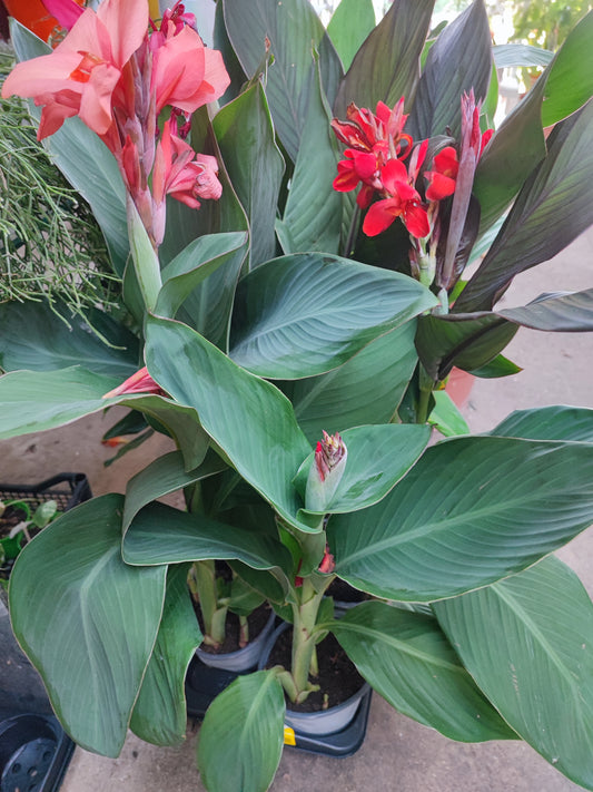 Canna indica