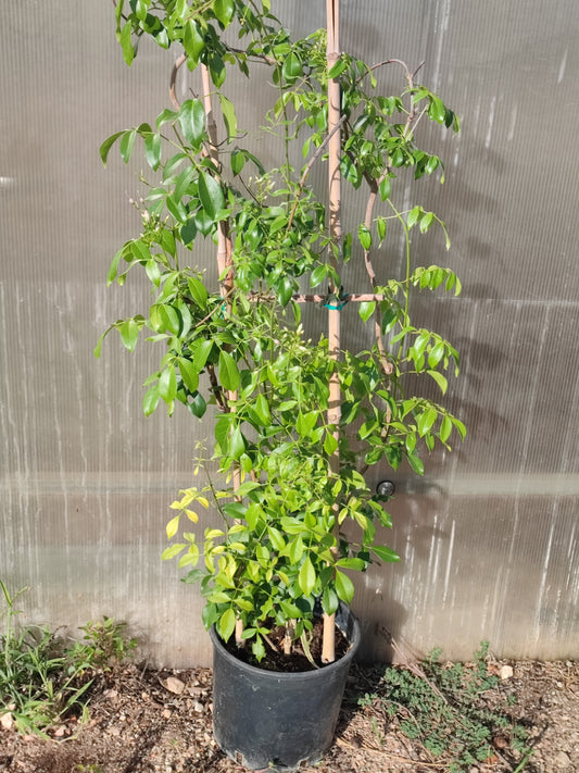 Pandorea jasminoides
