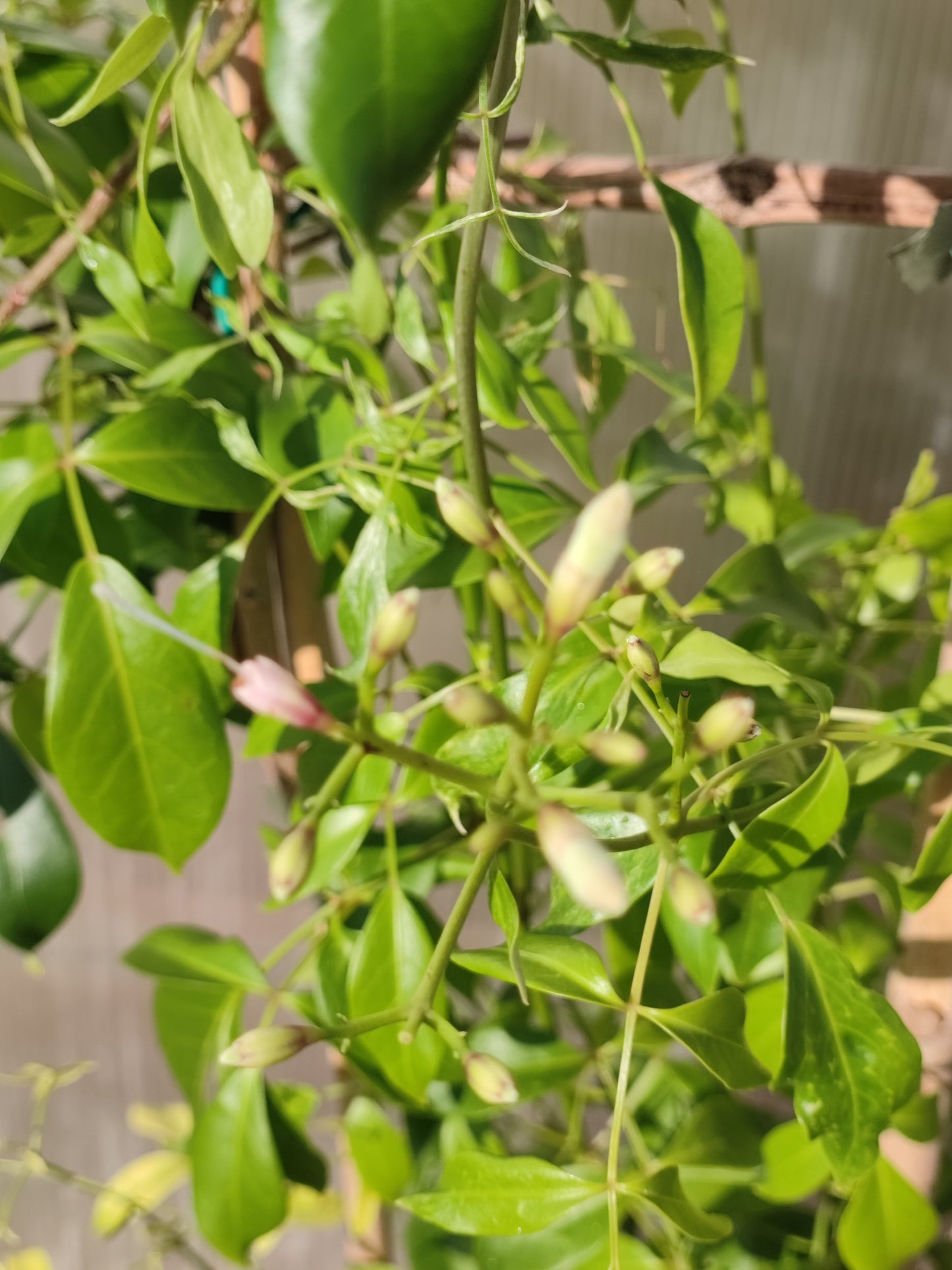 Pandorea jasminoides