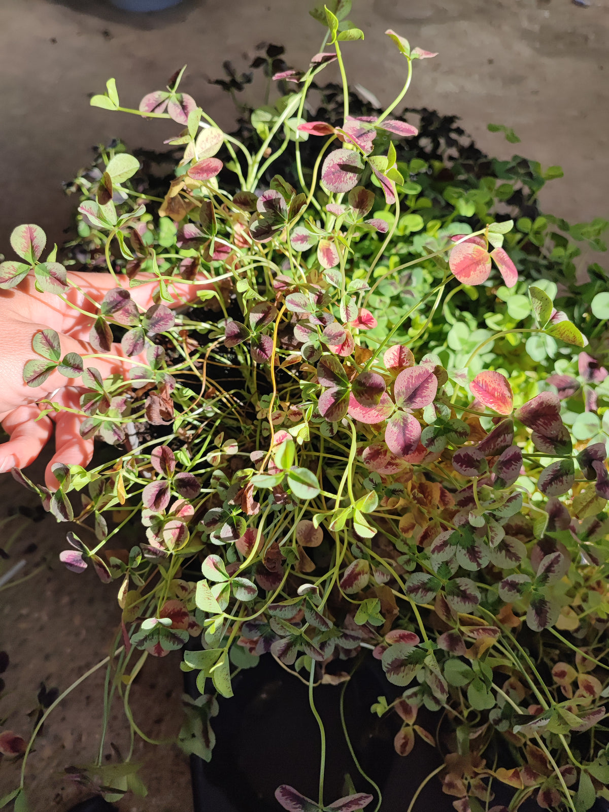 Trifolium repens