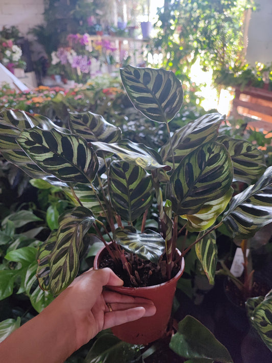 Calathea