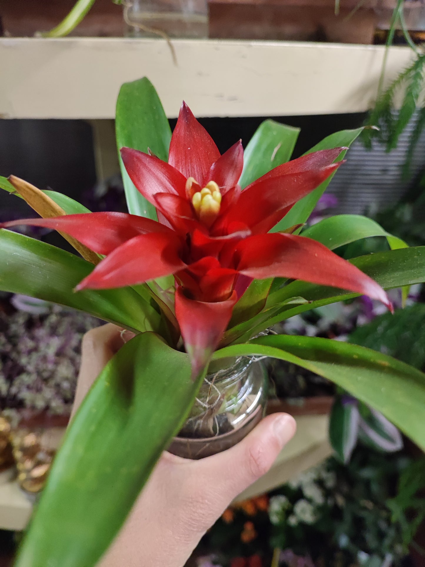 Bromelia e tillandsia