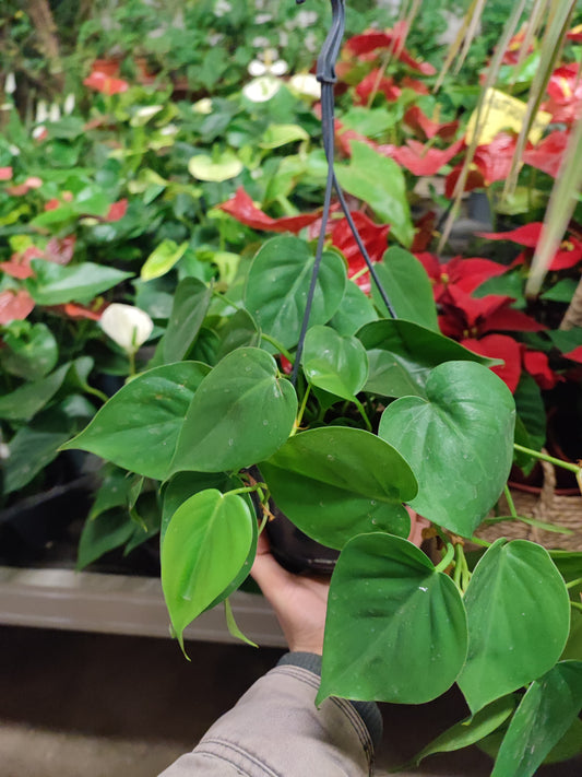 Philodrendron scandens
