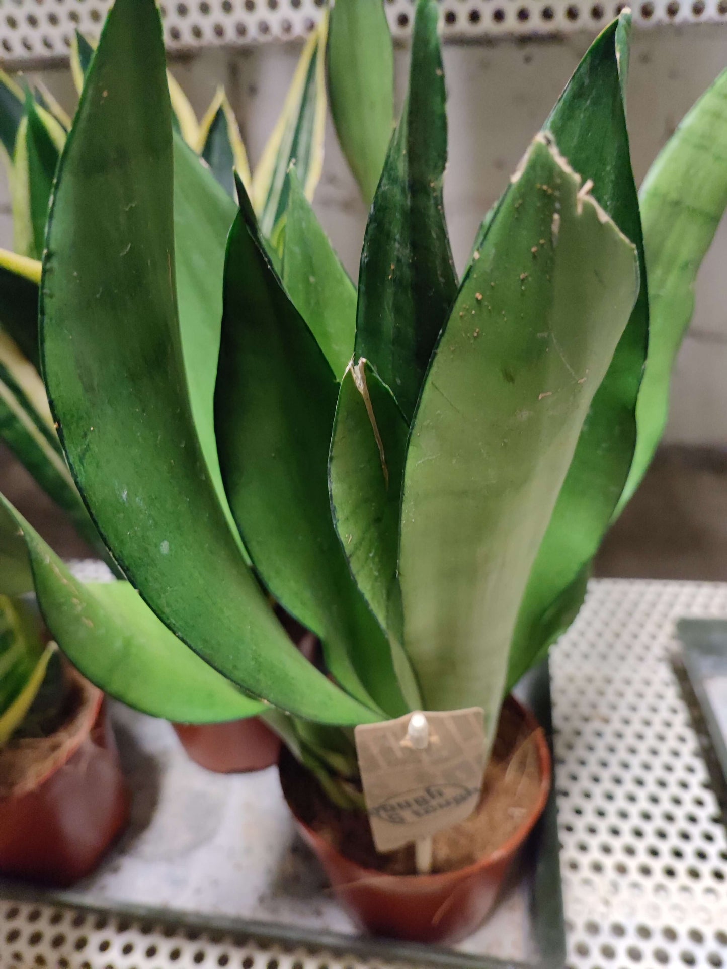 Sansevieria mix