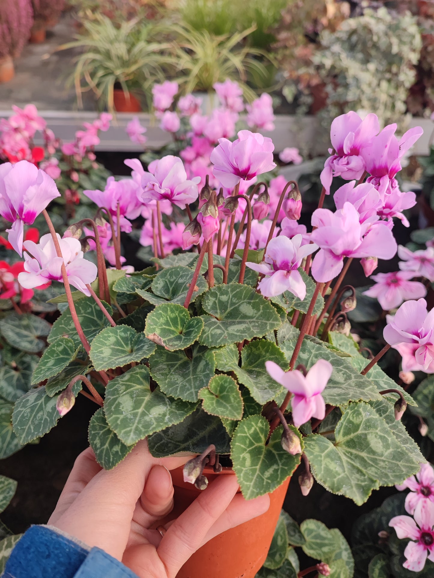 Ciclamino petit mouline