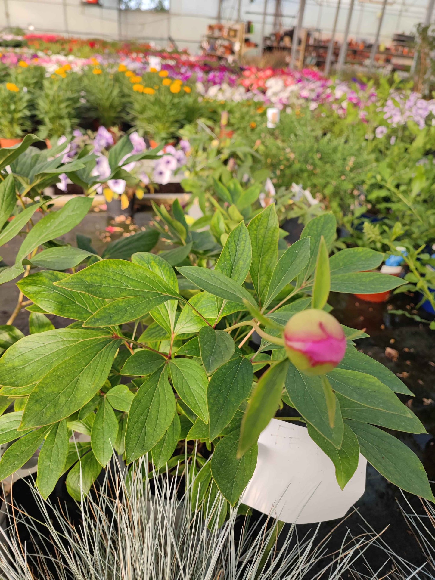 Peonia