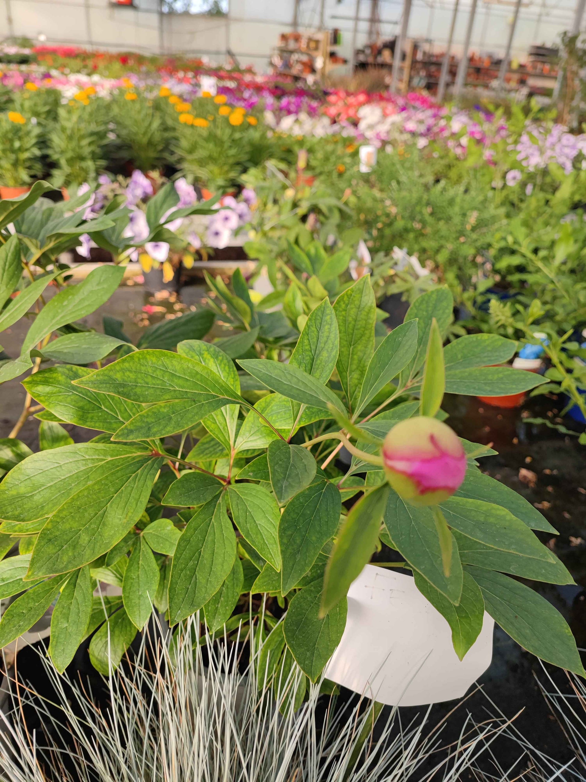 Peonia