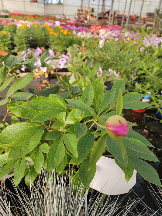 Peonia