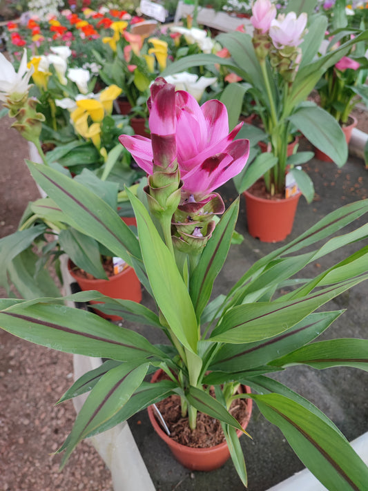 Curcuma