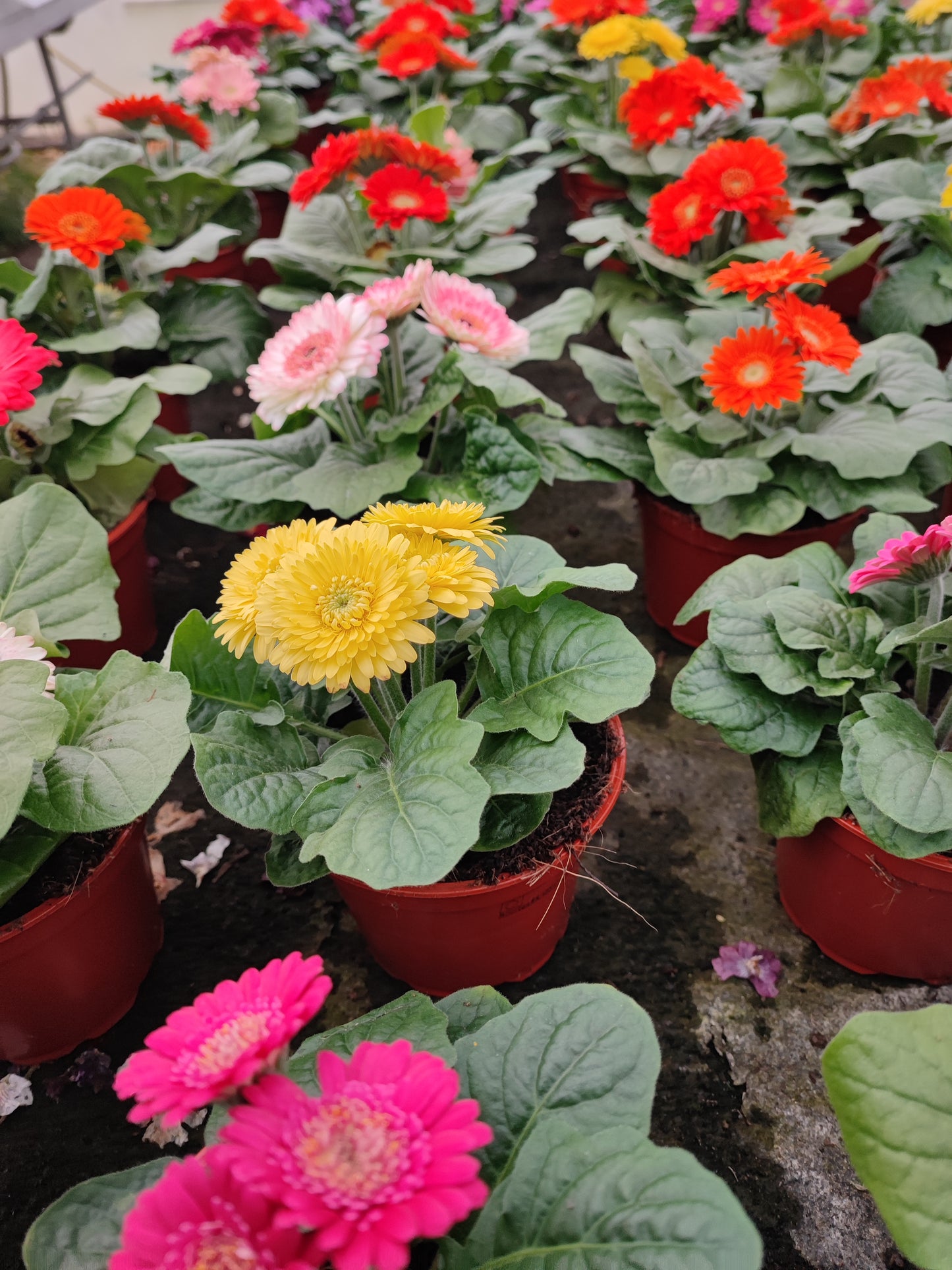 Gerbera