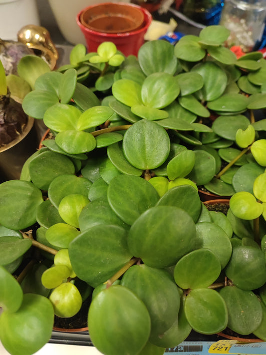 Peperomia hope