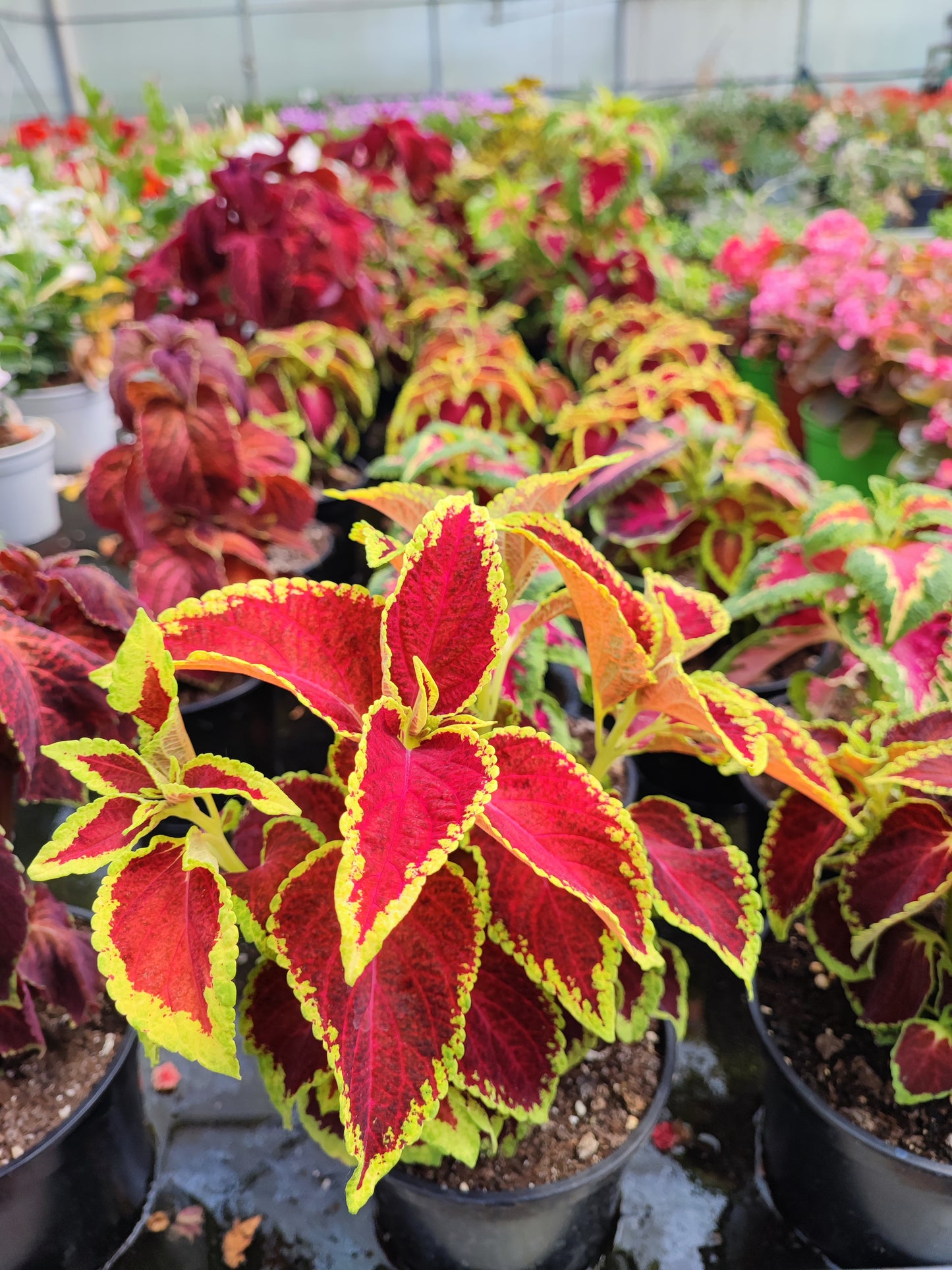 Coleus