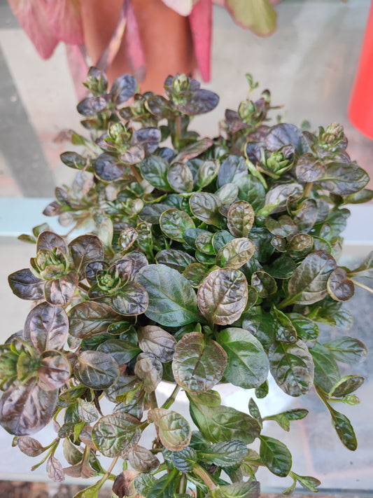 Ajuga reptans black scallop