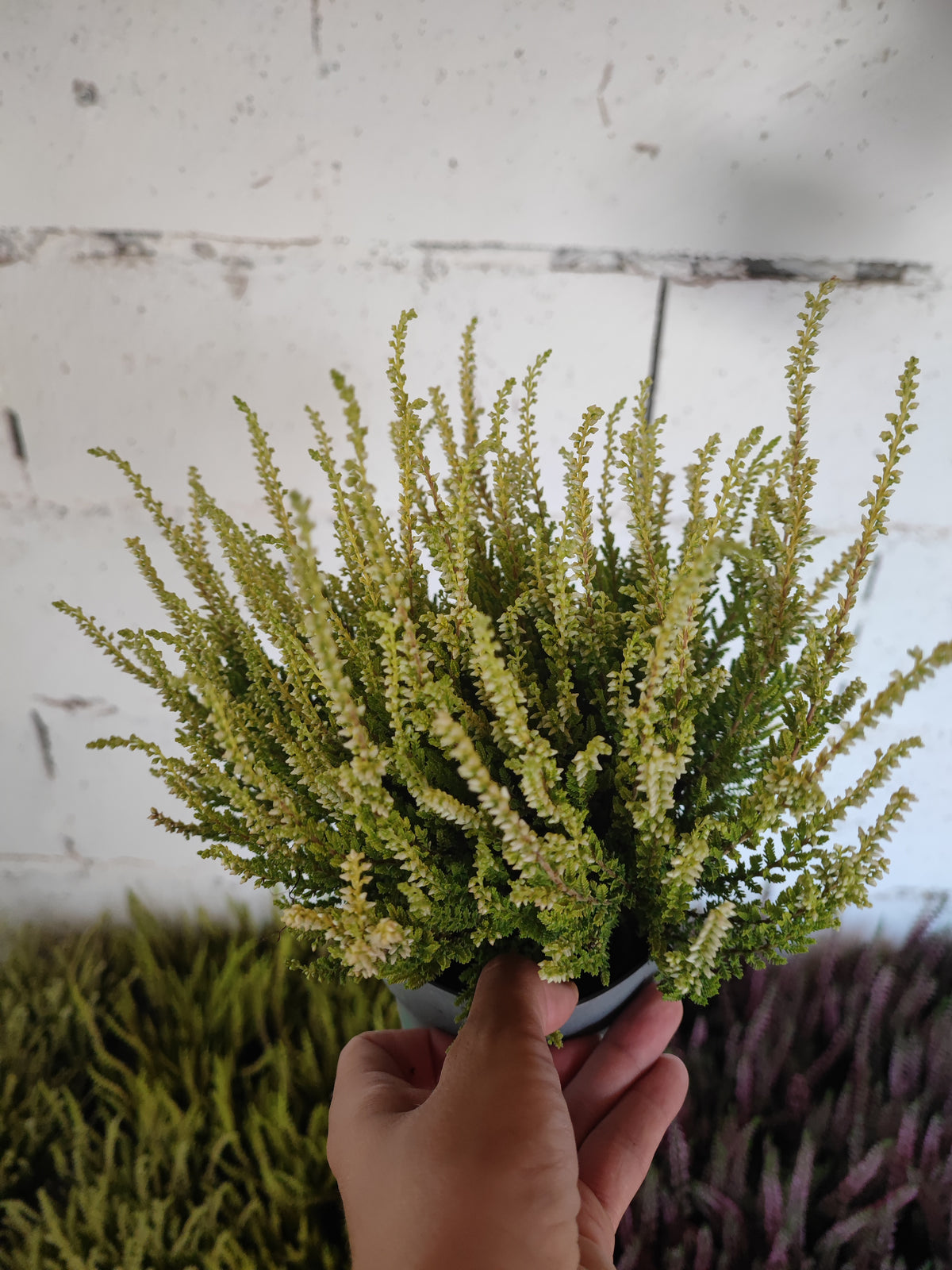 Calluna vulgaris