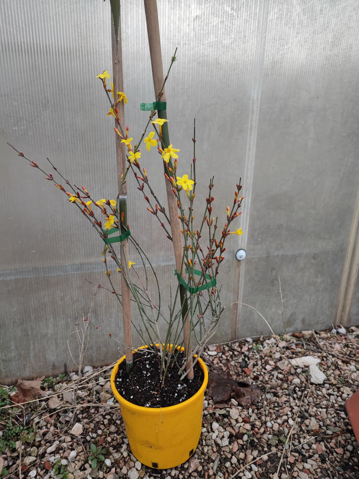 Gelsomino nudiflorum