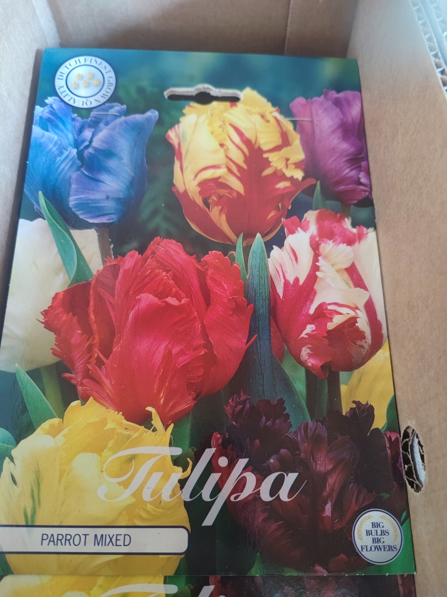 Bulbi tulipano