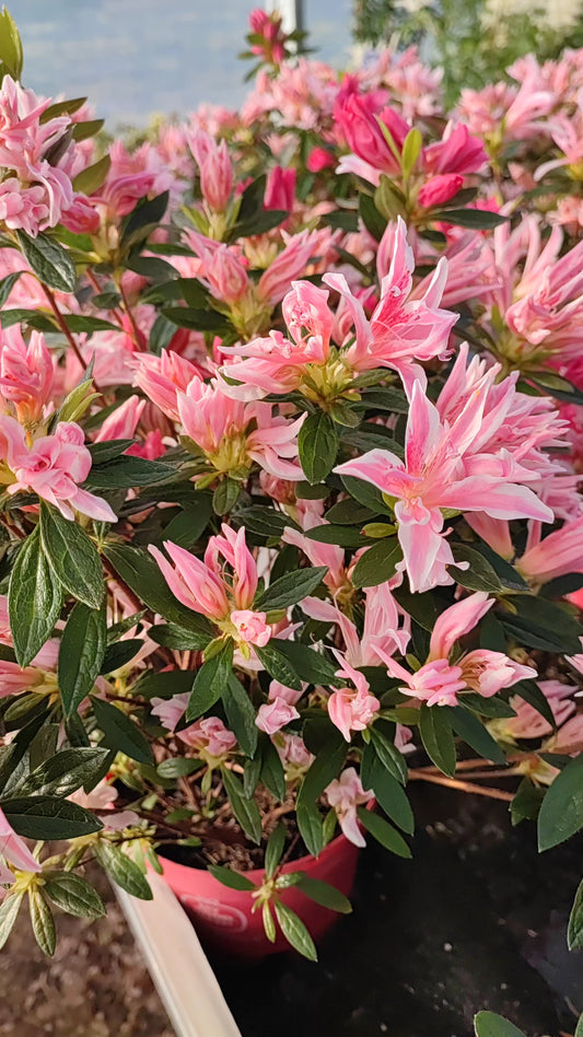 Azalea japonica pink spider