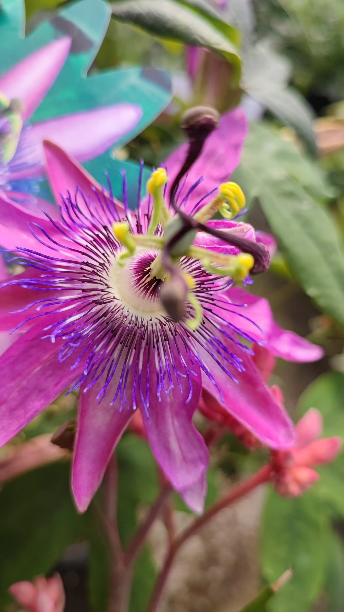 Passiflora