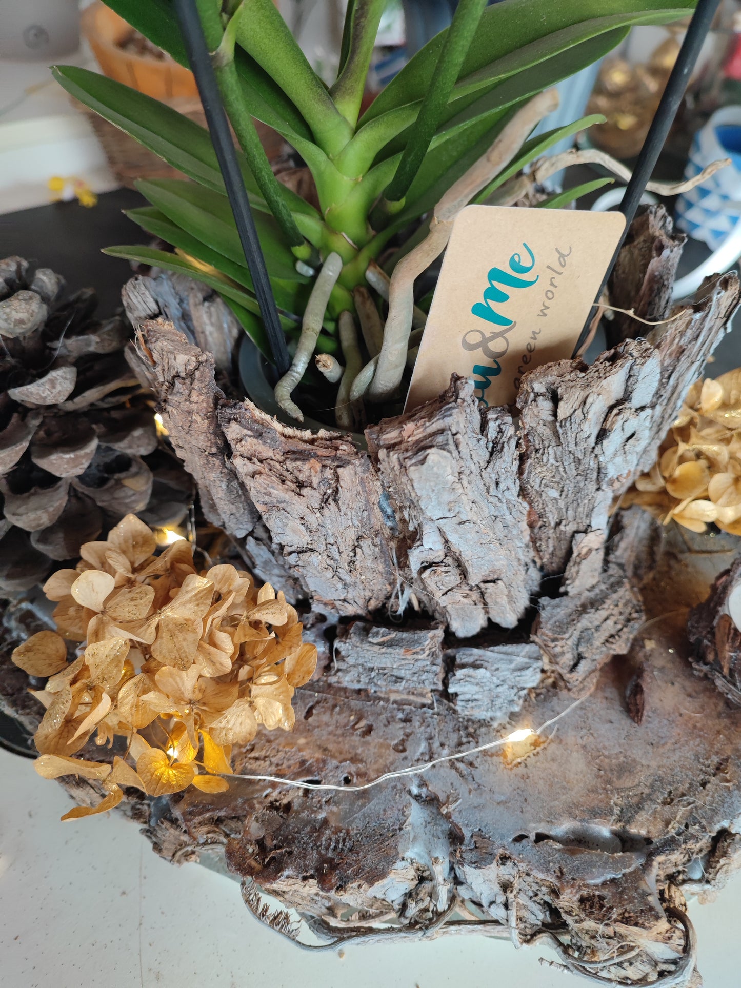 Composizione natalizia con orchidea