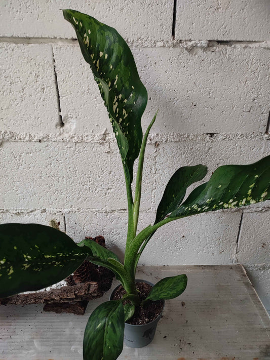 Dieffenbachia crocodile