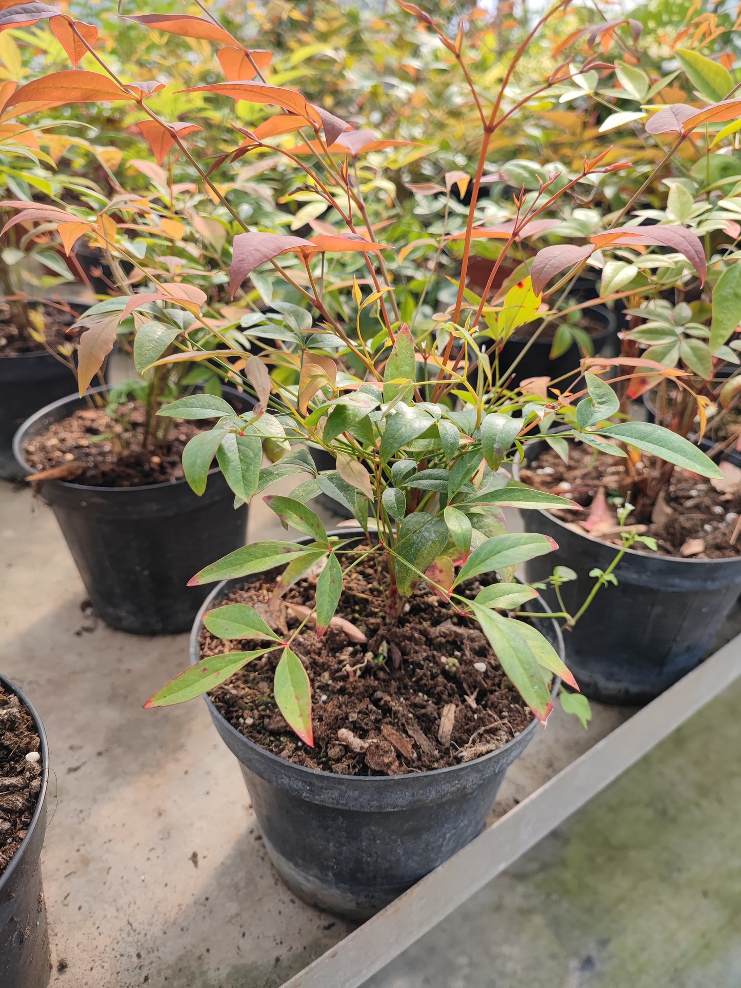 Nandina domestica - Valmaflor