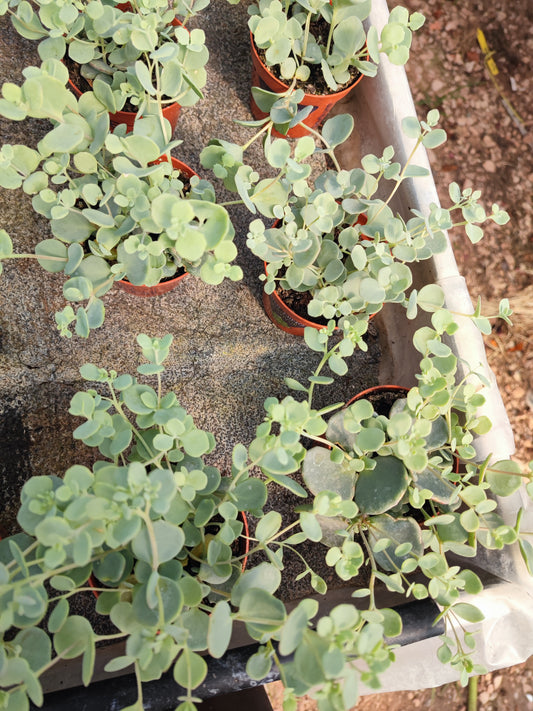 Sedum sieboldii