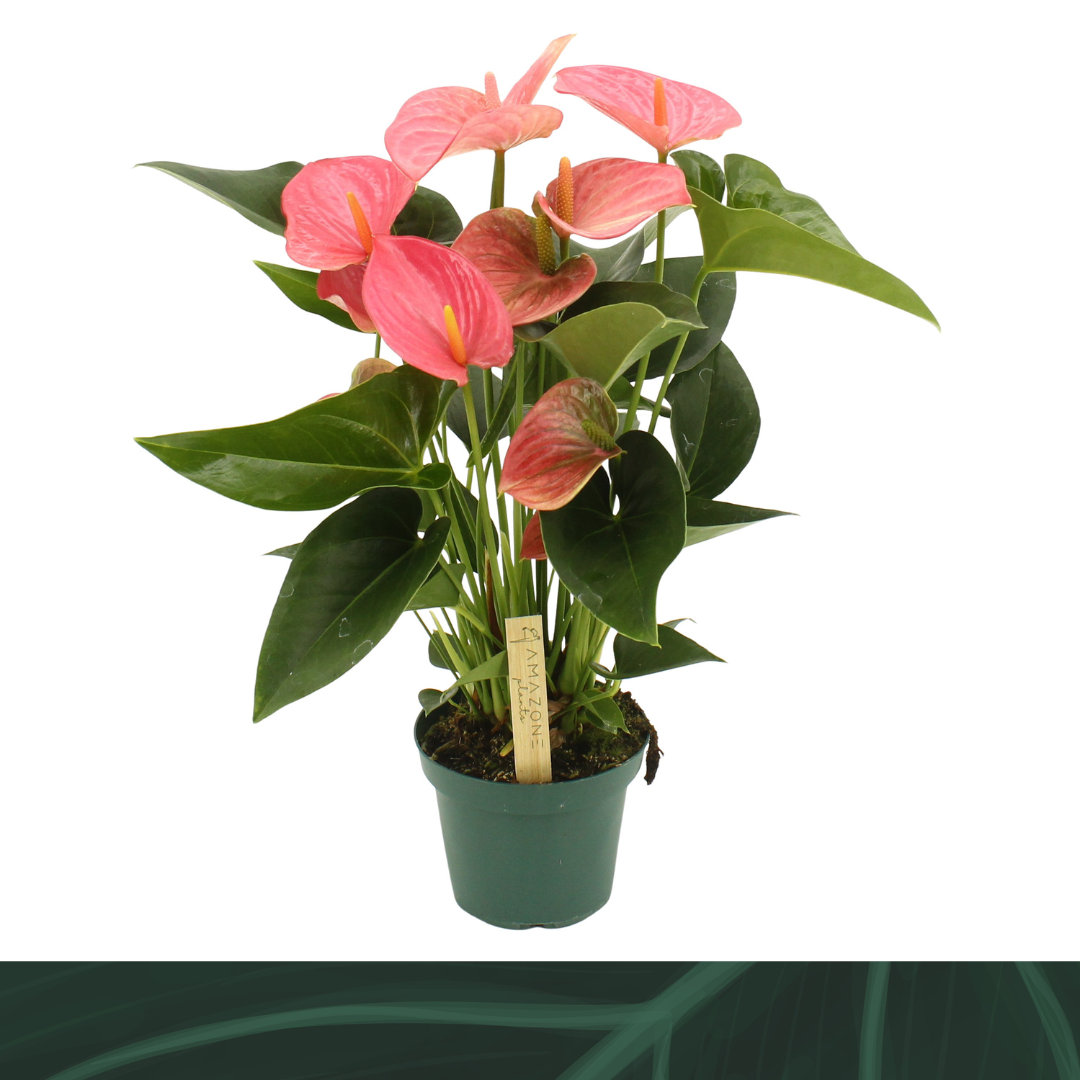 Anthurium
