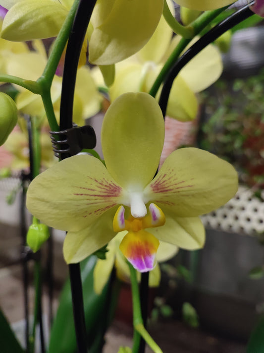 Orchidea phalaenopsis