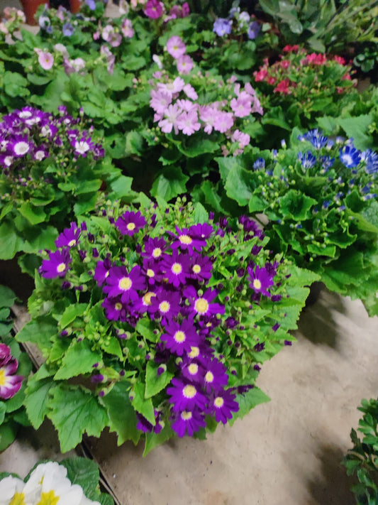 Cineraria
