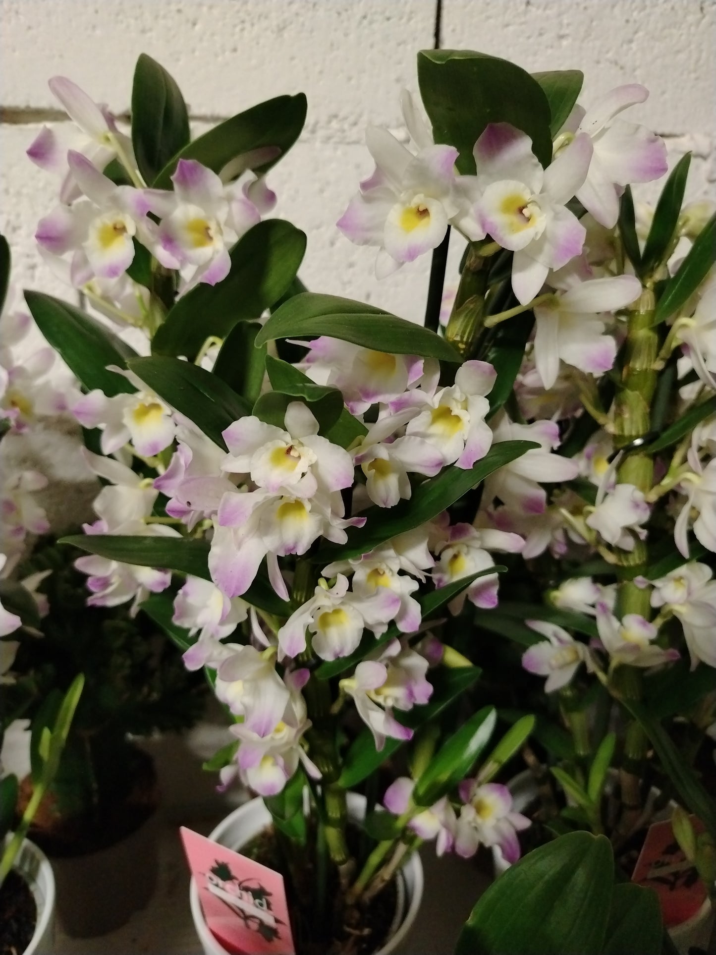 Dendrobium nobile rosa