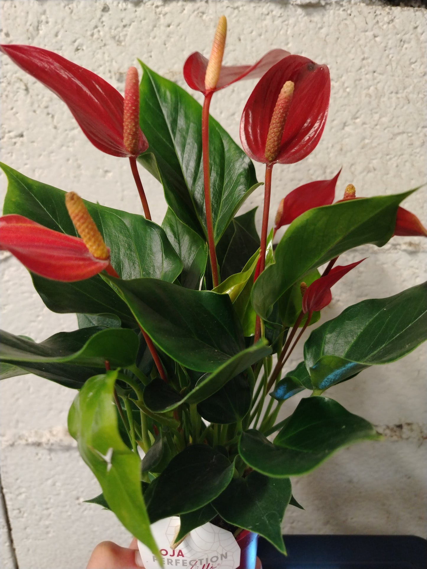 Anthurium lilli