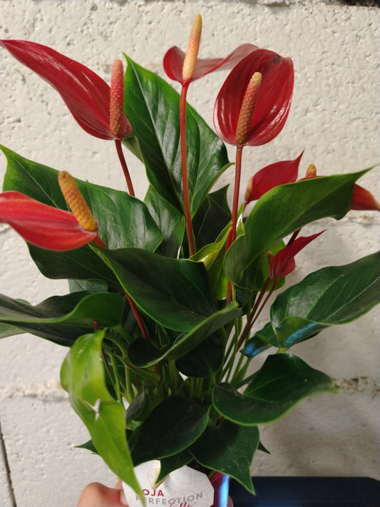 Anthurium lilli