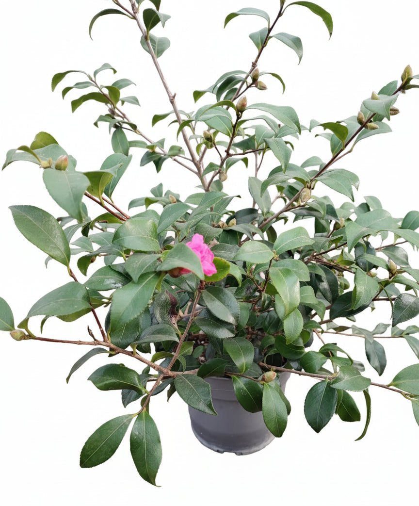 Camelia Sasanqua